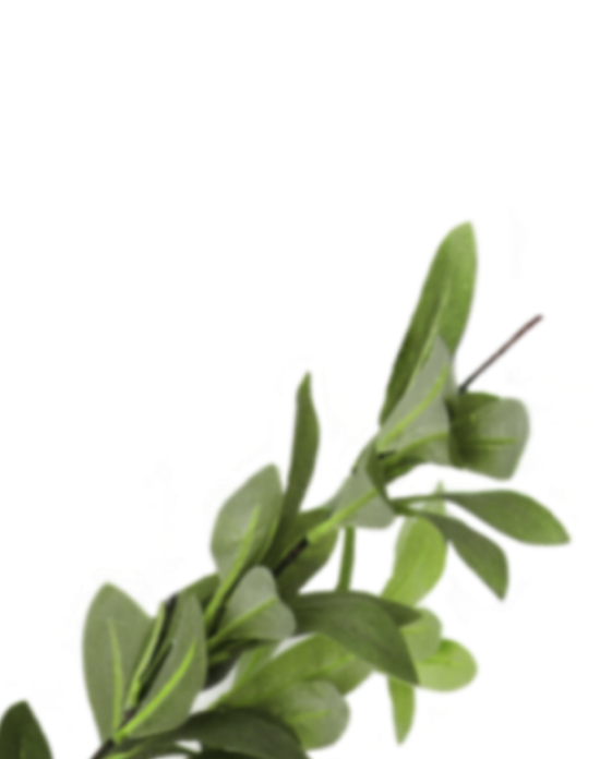 plant2 plant